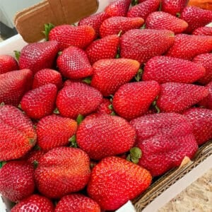 fresh albion strawberries